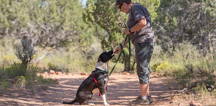Volunteer Animal Shelter Best Friends Animal Society